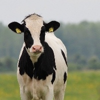 Tecnologia japonesa transforma dejetos de vacas leiteiras em biocombustíveis