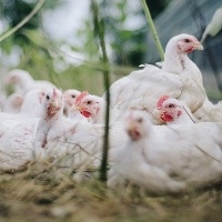 Apesar da pandemia, embarques de carne de frango permanecem em níveis elevados