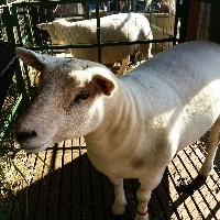 Técnica do descarte orientado eleva produtividade da ovinocultura em MS