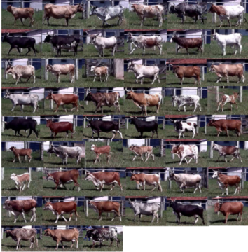 Sistema desenvolvido no Brasil identifica cada bovino no campo por ‘reconhecimento facial’