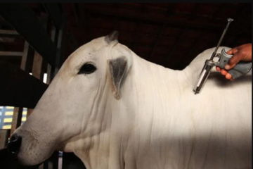 Brasil vacina cerca de 76 milhões de bovinos contra febre aftosa