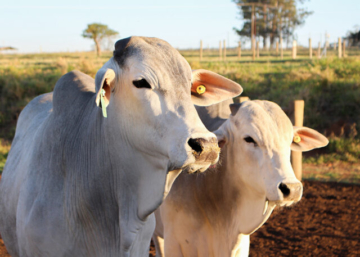 Embrapa: dieta alternativa reduz consumo de água na pecuária bovina