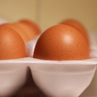 Exportações de ovos crescem 142,5% neste ano
