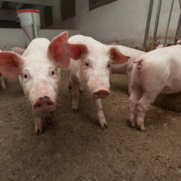 Exportações de carne suína do RS e PR podem crescer até 35%