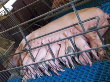 Alimentação de porcas em lactação em ambiente crítico
