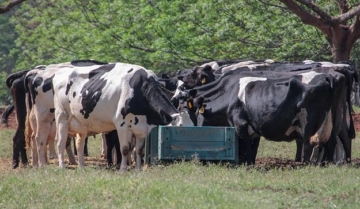 Vacas que recebem carinho podem produzir até 2 kg a mais de leite por dia