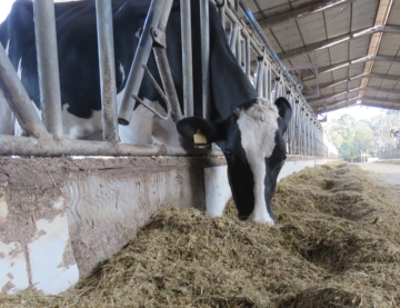Importância do correto balanceamento de minerais no pré-parto de vacas leiteiras