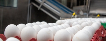 Exportações de ovos crescem 38,9% em 2022