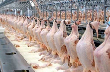 Com cerca de 385 mil toneladas, exportação de carne de frango registra o melhor março da história