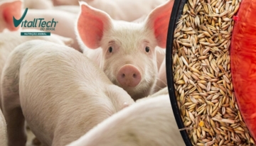 Alimentos alternativos para suínos