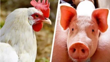 Custos de produção de suínos e frangos recuam pela primeira vez no ano