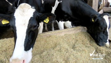 Nutrição de precisão: suplementação mineral para bovinos leiteiros
