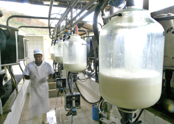 Câmara aprova urgência para projeto que incentiva a pecuária leiteira
