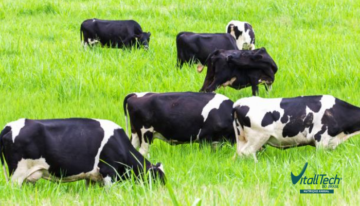 Leveduras na adaptação de vacas em pastejo