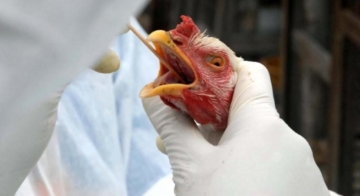 Influenza Aviária é detectada em região produtora de aves no Chile
