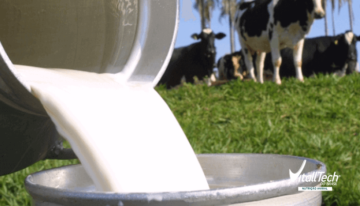 Perspectiva de oportunidade para o leite brasileiro