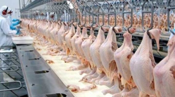 Suspensão de tarifa de importação do Egito deve beneficiar carne de frango do Brasil