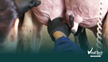 Secagem de vacas leiteiras: qual a importância desse procedimento?