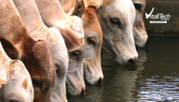 A importância da ÁGUA na nutrição de bovinos de corte.