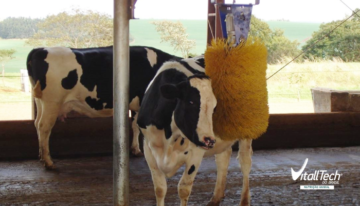 Enriquecimento Ambiental na bovinocultura