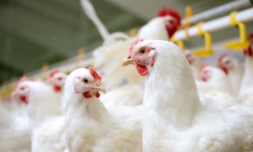 Carne de frango: distribuição (volume e receita cambial) entre as 23 UFs que exportaram o produto em 2023