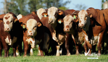 Como o uso de leveduras melhora o GMD dos bovinos nas pastagens de inverno?