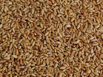 Preços médios mensais do trigo recuam até 30% em um ano